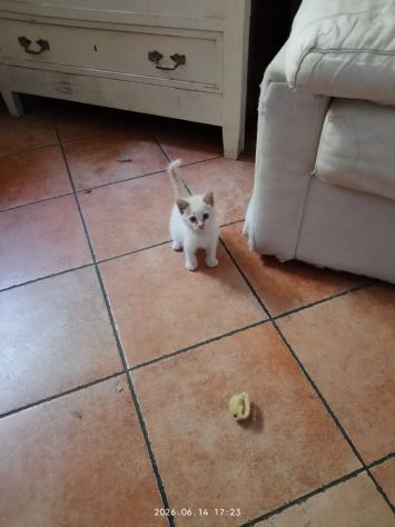 GATTINI ADORABILI - Foto 7