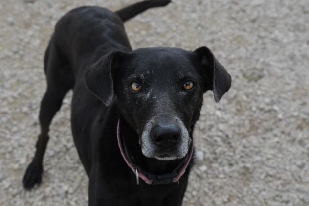Niura da cucciola vive in canile - Foto 4