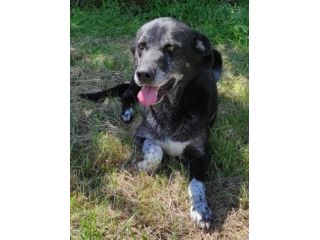 TIMIDO E PACATO CAGNOLINO IN ADOZIONE