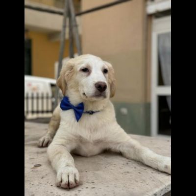 GIULIO UN AMORE DI CUCCIOLO DA ADOTTARE - Foto 3