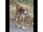 Filippo un amore, cane in adozione