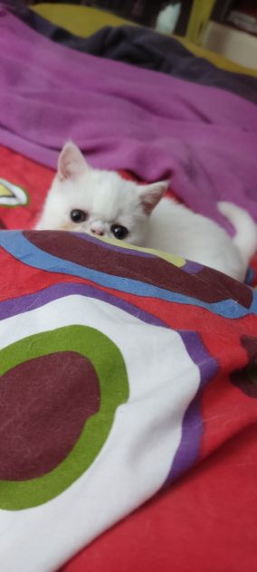 Gattini  persiani pelo corto - Foto 6