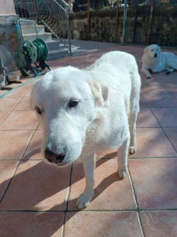 Nicolò - Foto 2