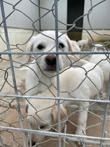 CUCCIOLI 2 MESI SIMIL LABRADOR taglia media - Foto 8