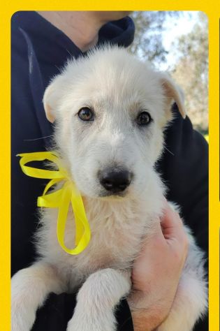 Fagiolino e Pisellino cuccioli simil labrador