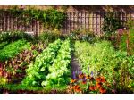 Terreno 4440 mq vicinanze S.S.16 Bari-Torre a mare
