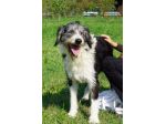 DRAGO, 9 ANNI, SI SEPARANO E LUI VIENE SBATTUTO IN CANILE.. CERCA CASA!