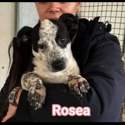 MAURA, VARCO, ROSEA, PEPPINO, CUCCIOLI IN ADOZIONE - Foto 2