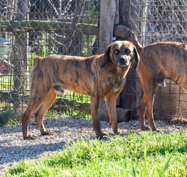Tigro,un cane che si fa volere bene - Foto 3