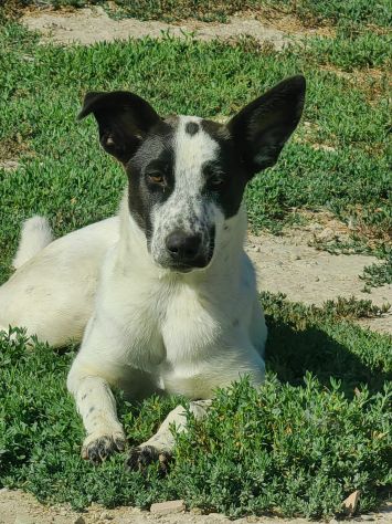Jessica: cucciolona taglia media socievole - Foto 3