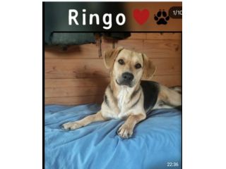Mix Beagle/ pastorino 3anni e 1/2 ok gatti TOSCANA