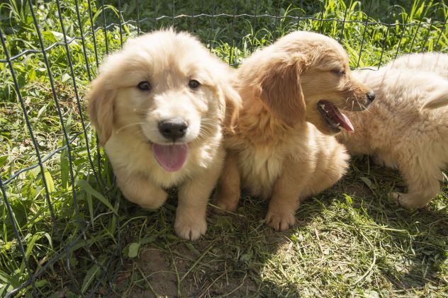 GOLDEN RETRIEVER CUCCIOLI - Foto 3