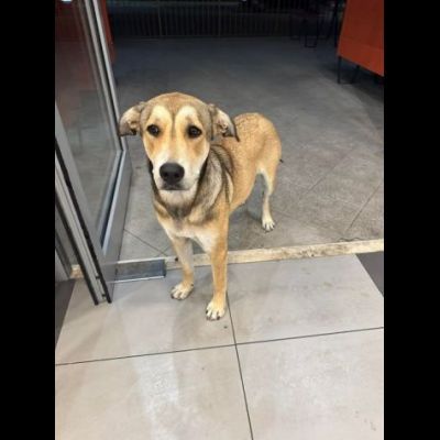 DOLCISSIMA CAGNOLINA IN ADOZIONE - Foto 3