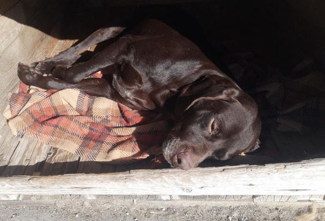 BIG JIM, splendido bracco - Foto 2