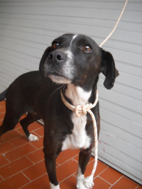 KETTY, giovane cagnolina docile ed affettuosa - Foto 3