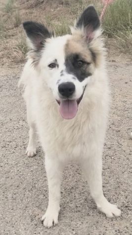 ROCCO un dolcissimo cagnolino in adozione cerca la sua famiglia per sempre - Foto 4