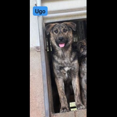 UGO figlio di mamma husky, 9 mesi, socievole ed allegro cagnolino in adozione - Foto 4