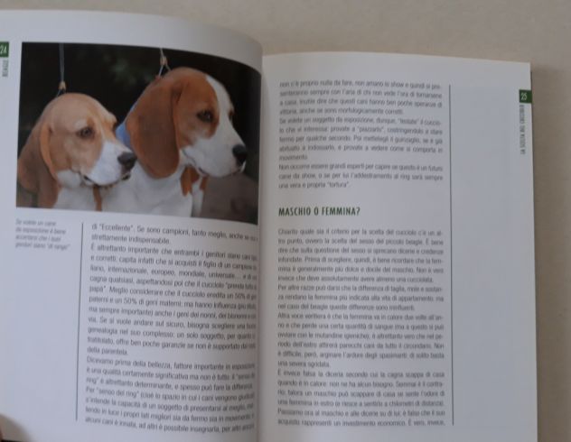 Beagle - Foto 5