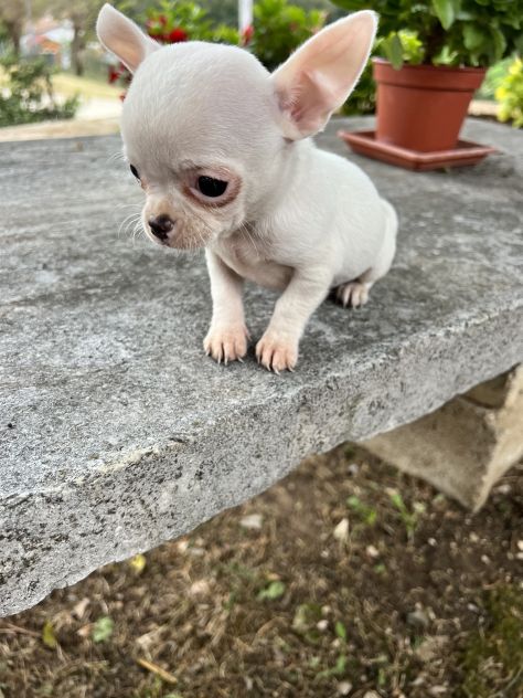 Cuccioli di Chihuahua - Foto 2
