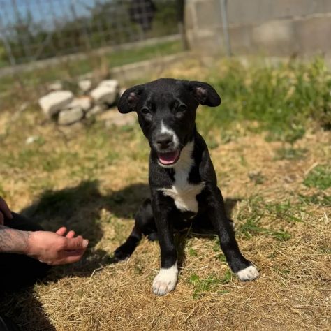 NOVA LA TENEREZZA CUCCIOLA IN ADOZIONE - Foto 3