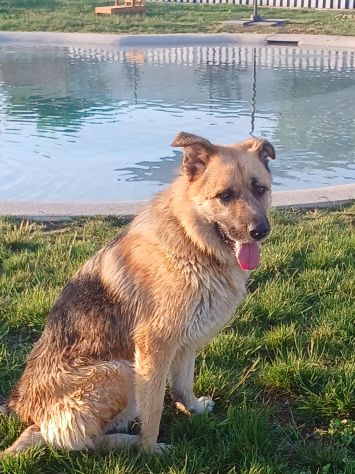 BUBU adozione del cuore per un cane giocoso - Foto 7