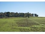 terreno agricolo