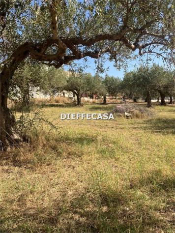 V2500 - In vendita a Trapani terreno agricolo con uliveto - Foto 4