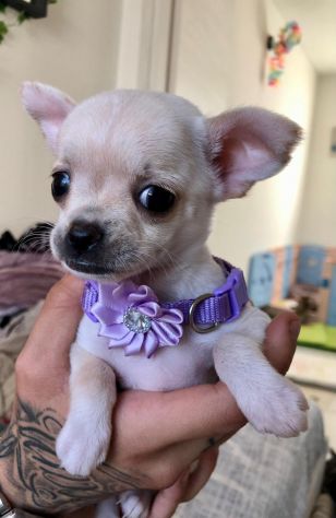 Chihuahua cuccioli - Foto 3