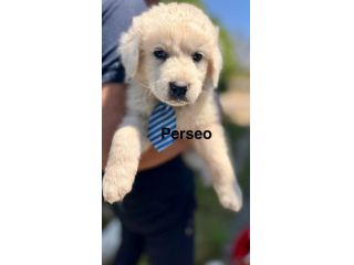 Cuccioli di maremmano