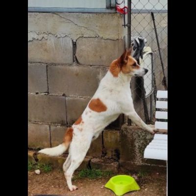 TAMBURELLO GIOIOSO NONOSTANTE UN'INTERA ESISTENZA IN CANILE CANE IN ADOZIONE - Foto 4