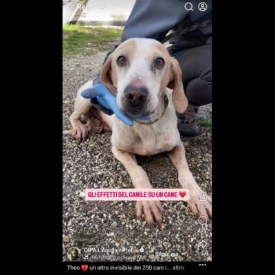 THEO IMPAURITO DAL CANILE CANE IN ADOZIONE - Foto 2