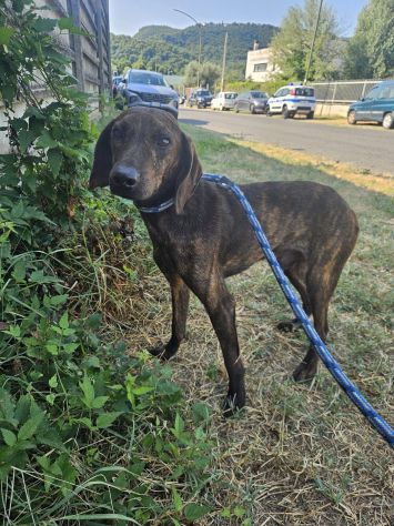 CAGNOLINO CERCA CASA