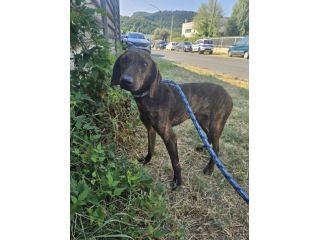 CAGNOLINO CERCA CASA