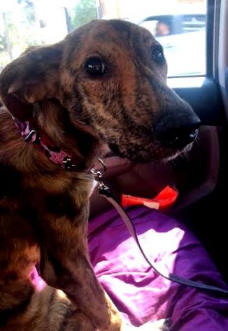 TIGRA, adorabile cagnolina - Foto 2