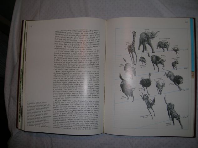 LE 9 MUSE - Foto 3