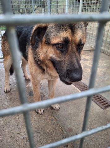 JACK PASTORE TEDESCO 4/5 ANNI IN CANILE - Foto 3