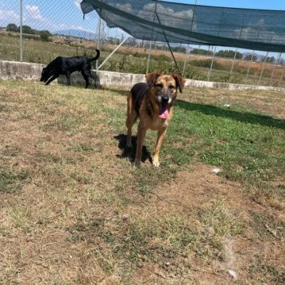 BEA INVISIBILE TRA I TANTI, TENERISSIMA E PACATA CAGNOLINA IN ADOZIONE TG MEDIA - Foto 9
