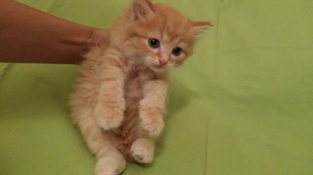 CUCCIOLI GATTO SIBERIANO IPOALLERGENICO DOLCISSIMI- ITALIA - Foto 4