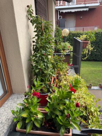 Villa di 460 m² con più di 5 locali e box auto doppio in vendita a Induno Olona - Foto 4