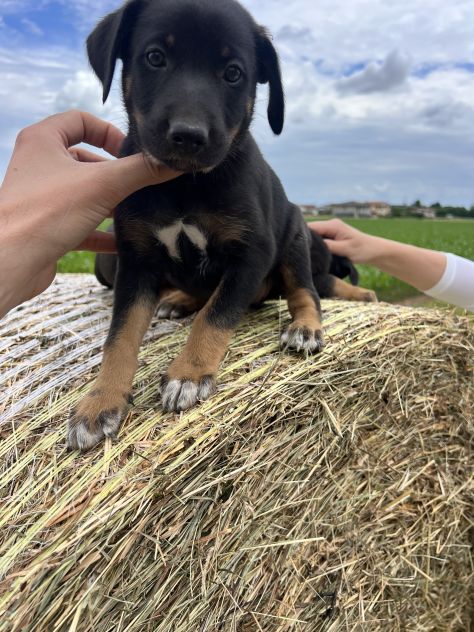Cuccioli incrocio Lagorai per Pastore Tedesco - Foto 2