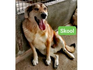 SKOOL CAGNOLINO IN ADOZIONE