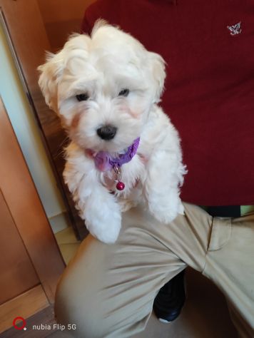 Maltese cucciola - Foto 3