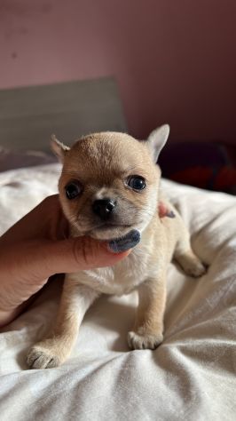 chihuahua toy pelo corto - Foto 4