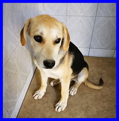 ROGER, CUCCIOLO SIMIL BEAGLE CERCA CASA - Foto 5
