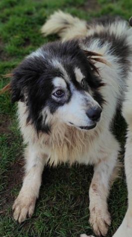 CANE IN ADOZIONE: PEGGY, dolce e determinata.