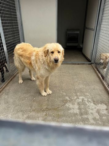 MINO 18 MESI SIMIL GOLDEN RETRIEVER ORA E’ IN CANILE - Foto 2