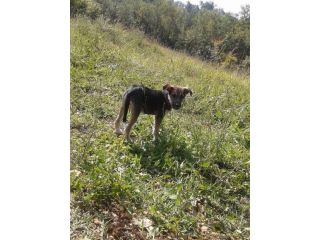 Cucciola in pericolo!
