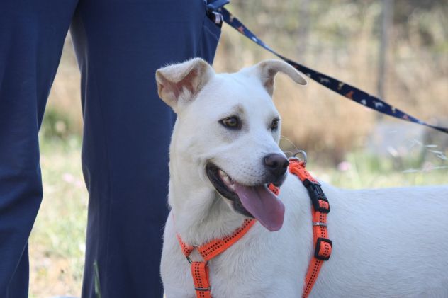 Cucciola meravigliosa attende una famiglia, adotta un cane dal canile.