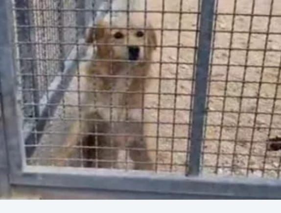 Femmina 3anni entrata in canile a 4 mesi .SOS PUGLIA - Foto 2