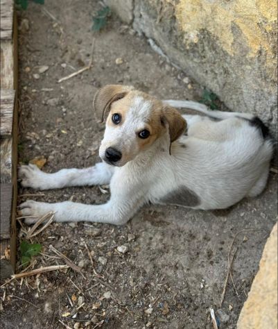 CAROTINO CUCCIOLO IN ADOZIONE - Foto 2